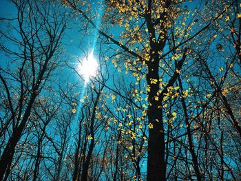 Low angle view of sunlight streaming through bare trees