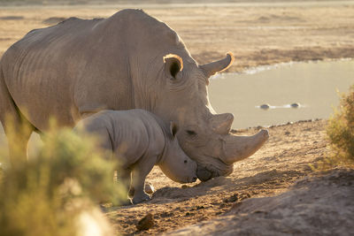 Rhinoceros standing on land during sunset