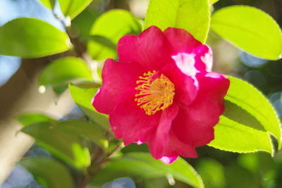 Close-up of pink flower blooming outdoors