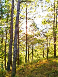 Trees in forest