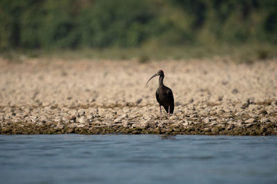 Bird drinking water