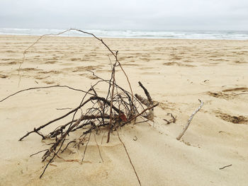 Driftwood on beach against sky