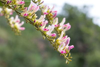 Close-up of pink flowering plant