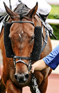 Cropped image of man riding horse