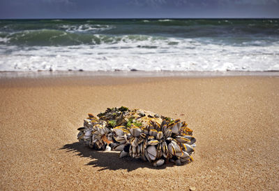 Sea shells on shore