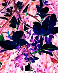 Close-up of pink flowers