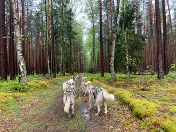 View of sheep in forest