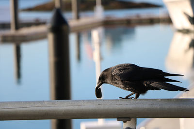 Close-up of bird perching on railing