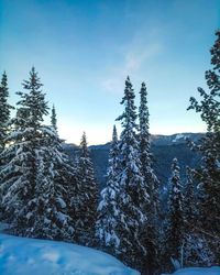 Trees on snow covered landscape against sky