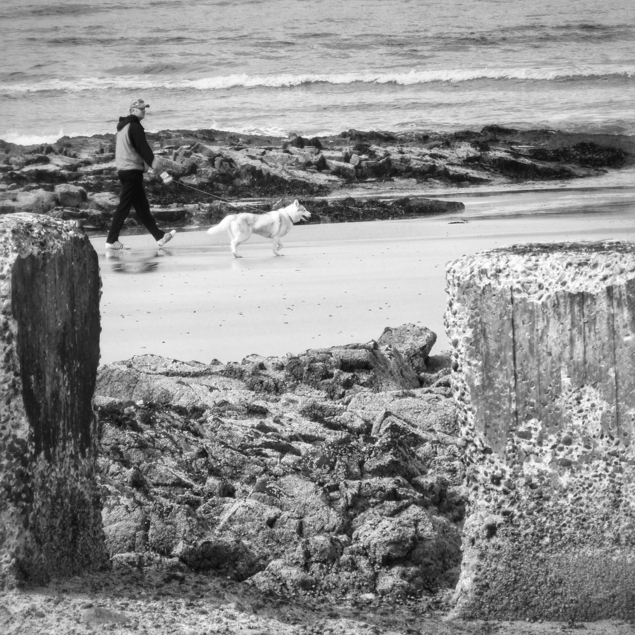 water, animal themes, sea, beach, bird, animals in the wild, shore, full length, standing, wildlife, nature, rear view, horizon over water, beauty in nature, sand, tranquility, tranquil scene, seagull, men