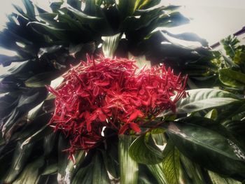 Close-up of red flower