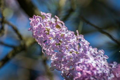 Close-up of purple flowering plant