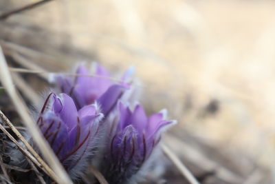 Close-up of purple crocus flowers