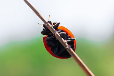 Close-up of insect on twig