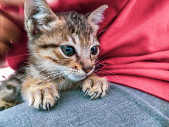 Close-up portrait of tabby kitten relaxing on bed