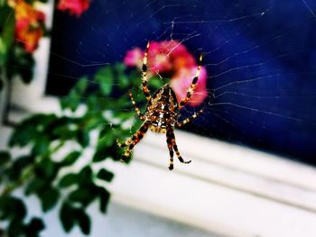 Close-up of spider on web