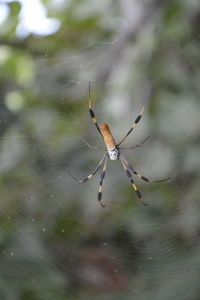 Close-up of spider and web against blurred background