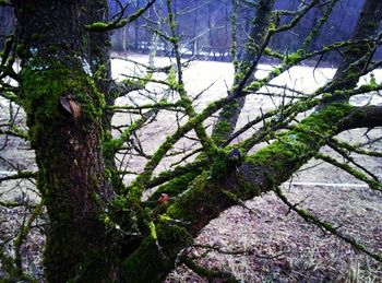 Close-up of moss growing on tree trunk in forest