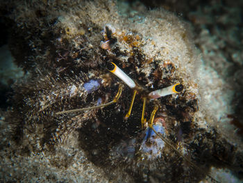 Close-up of coral in sea