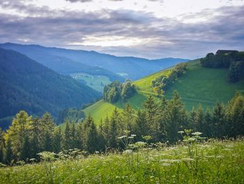 Landscape with mountain range in background