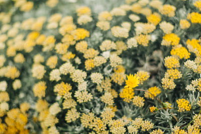 Close-up of yellow flowering plants on field