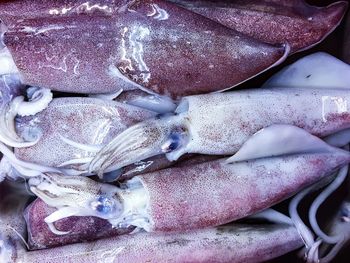 Close-up of fish for sale in market