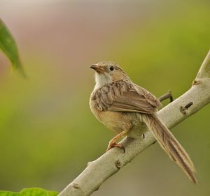 Close-up of bird perching on branch