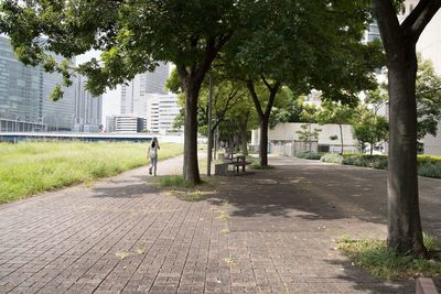 Trees in city