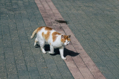 High angle view of cat walking on footpath