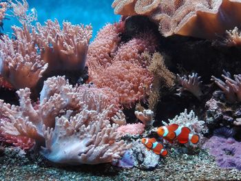 View of fish swimming in sea