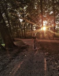 Sun shining through trees