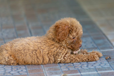 Cute puppy sitting on floor