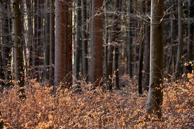 Trees growing in forest during autumn