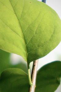 Close-up of fresh green leaves