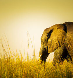 View of elephant on grassy field against sky