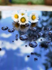 Close-up of water drops on flowering plant