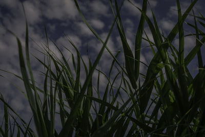 Close-up of plants growing on field against sky