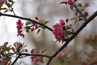 Close-up of pink cherry blossoms in spring