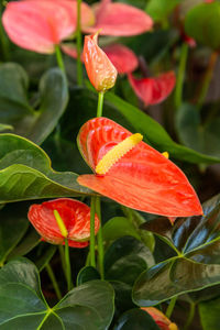 Close-up of red flowering plant