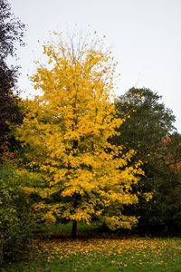 Yellow trees against sky during autumn