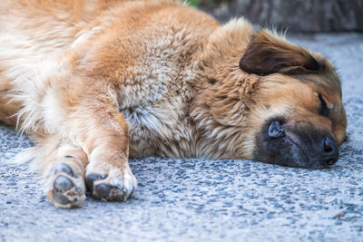 Close-up of a sleeping cat