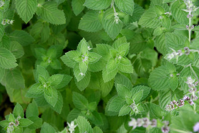 Full frame shot of fresh green leaves