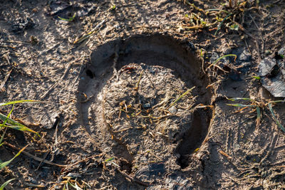 High angle view of lizard on field
