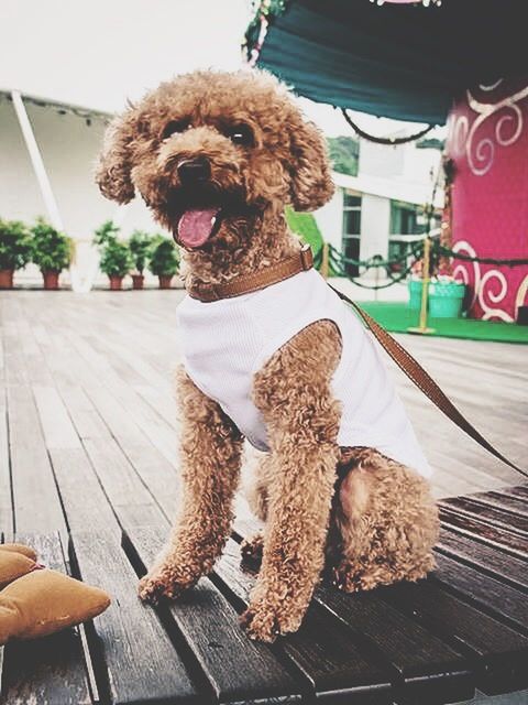 full length, indoors, sitting, holding, casual clothing, rear view, stuffed toy, lifestyles, dog, leisure activity, day, childhood, pets, standing, front view, food, table, food and drink