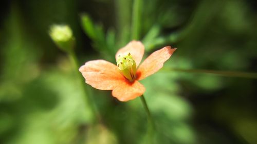 Close-up of coral flower