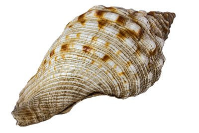 Close-up of seashell against white background