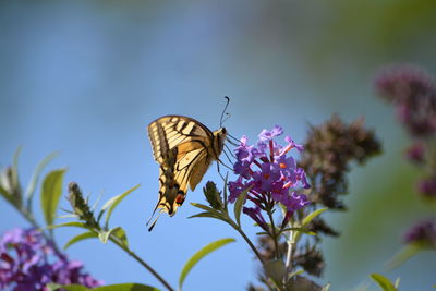 Close-up of butterfly on flower