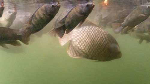 Fish swimming in sea