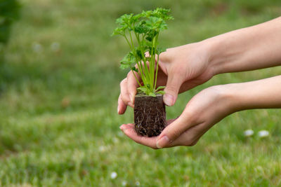 Midsection of woman holding plant on field