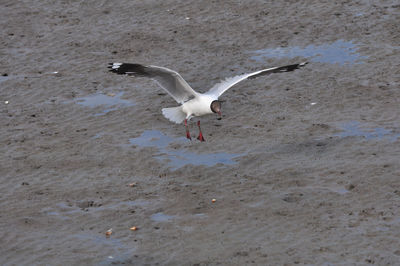 Seagull flying over beach